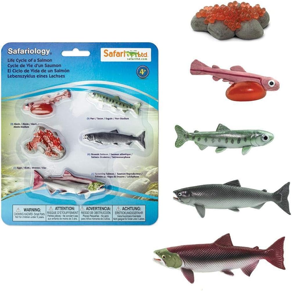 Safari Ltd Safariology Collection - Realistic Life Cycle of a Salmon Set - 5 Separate Pieces in Set - Non-toxic and BPA Free - Ages 3+