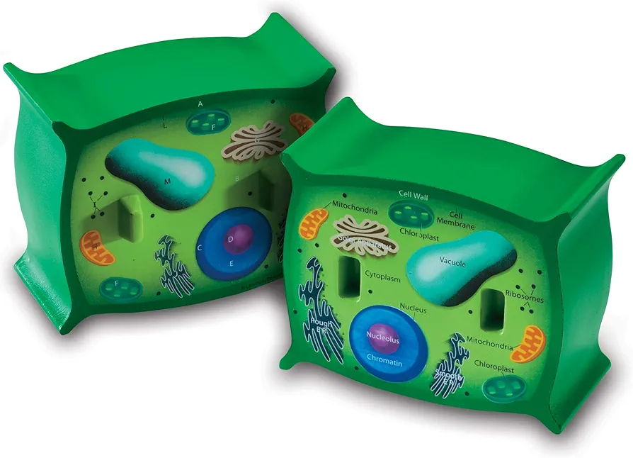 Learning Resources Cross-Section Plant Cell Model, Plant Anatomy, Science Classroom Accessories, 2 Foam Pieces, Ages 7+, Multi, 5 x 4 x 4.5 inches (LER1901)