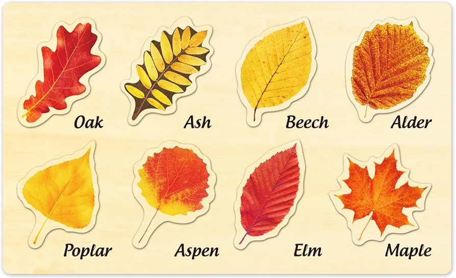 Leaf Wooden Jigsaw Puzzles by MoinKidz, Leaf Puzzle Fall Toys for Toddler, Montessori Puzzles for Kids Ages 3-5, STEM Educational Learning Toys Birthday Gift for Boys and Girls