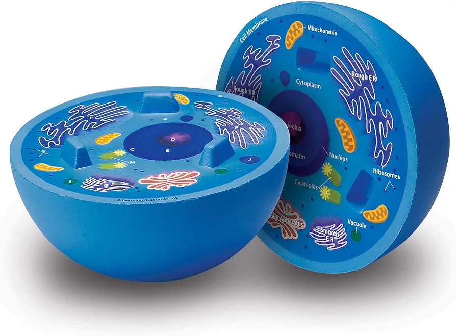 Learning Resources Cross-Section Animal Cell Model, Soft Foam, Early Biology, Classroom Teaching Aid, Grade 4+