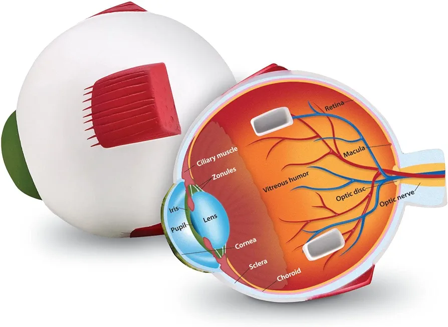 Learning Resources Cross-Section Human Eye Model, Biology, Scientific Vocabulary, Classroom Accessories, Measures 5″ in diameter. Grades 2+, Ages 7+