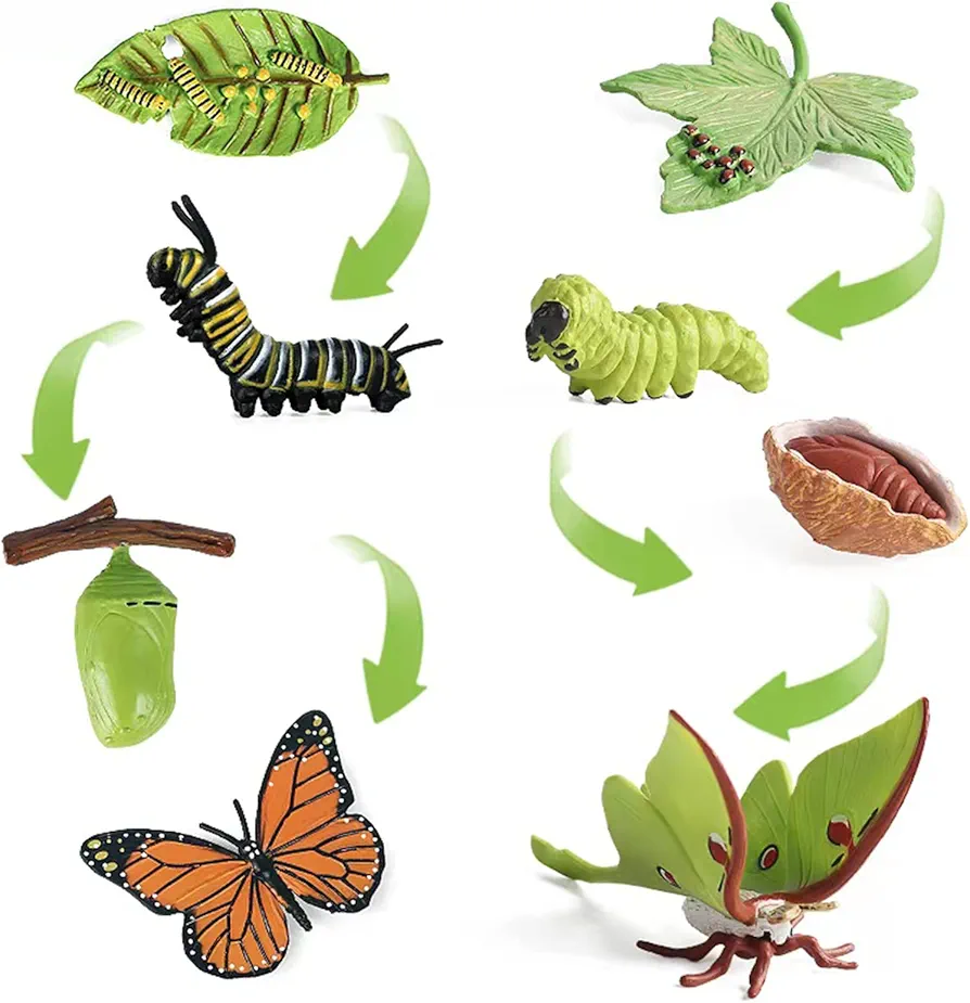 8PCS Life Cycle Figurines of Monarch Butterfly and Actias Ningpoana, Realistic Education Insects Life Cycle Toys, Caterpillar to Butterfly Kit Growth Life Stages Figures for Learning and Teaching Aids