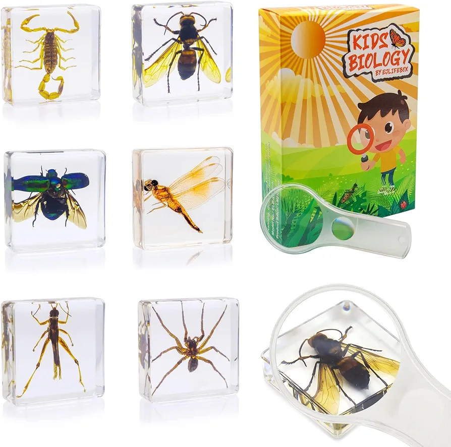 6 PCS Insect Specimen Set, Dragonfly, Wasp, Spider, Scorpion, Locust, Chafer Resin Collection Science Toys