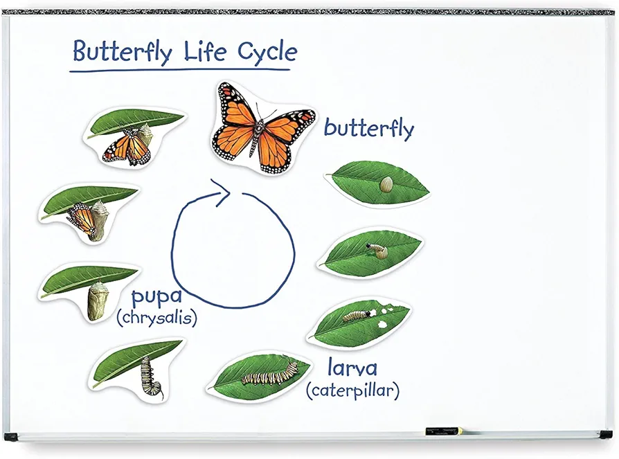 Learning Resources Butterfly Life Cycle, 9 Write and Wipe Pieces, Classroom Accessories, Teaching Aids