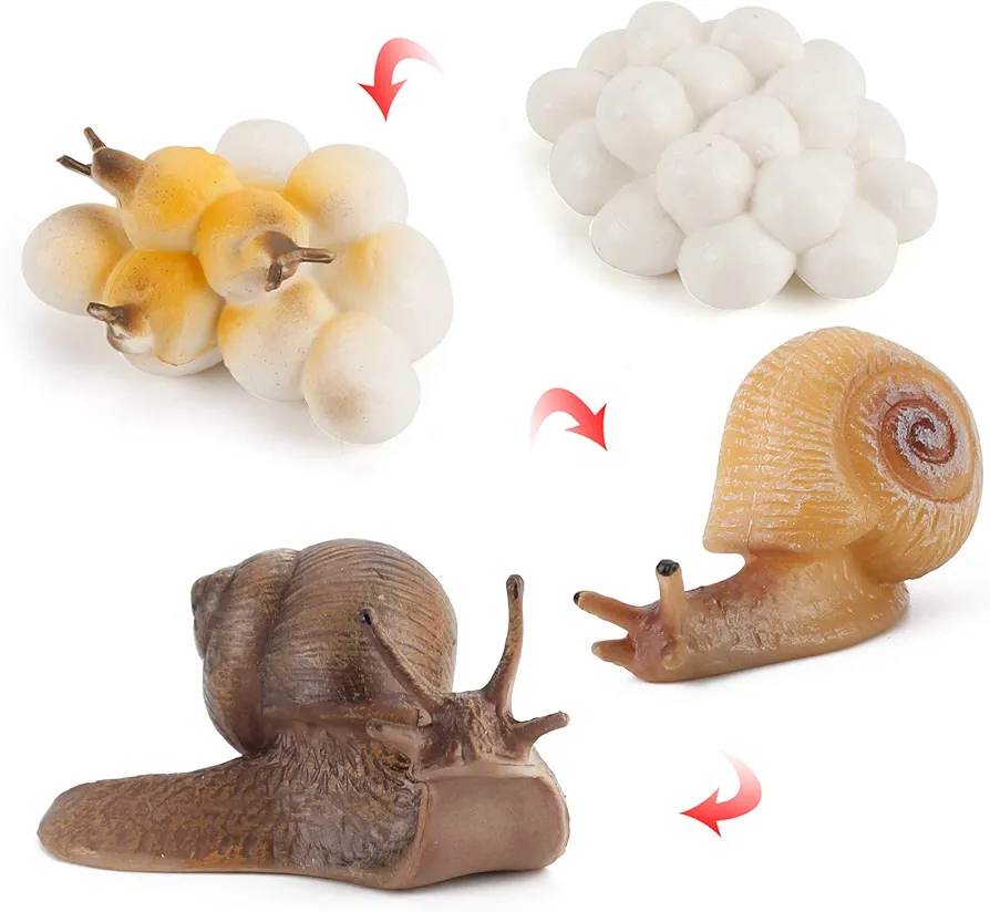 Fantarea 4 PCS Snail Animal Life Cycle Model Figure Classroom Accessories Party Supplies Cake Toppers Desktop Decoration Educational Development Toys for Boys Girls Kid Toddlers