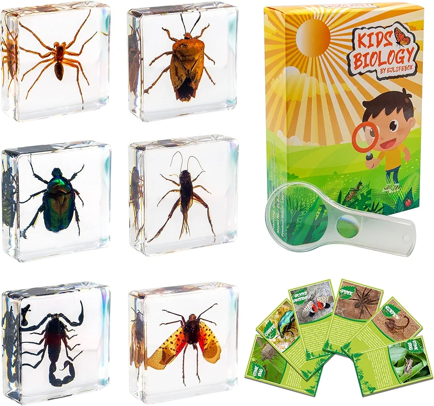 6 PCS Insect Specimen Set, Spider/Scorpion/Cricket/Flower Chafers/Stink Bug/Spotted Lanternfly Resin Collection Science Toys